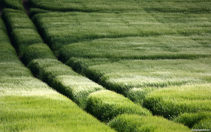 Gras HD, Natur, Gras, HD-Hintergrundbild