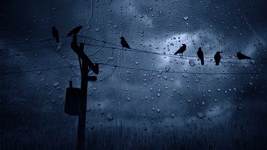 ptaki, pochmurno, deszcz, niebo, pogoda, zima, Tapety HD HD wallpaper