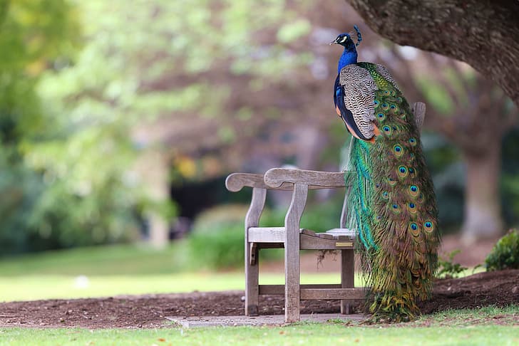 bench, Park, bird, feathers, tail, peacock, bokeh, HD wallpaper