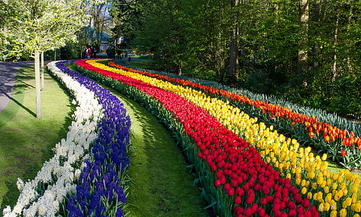 bädd av olika blommor, blommor, park, tulpaner, Nederländerna, Keukenhof, hyacinter, Lisse, HD tapet HD wallpaper