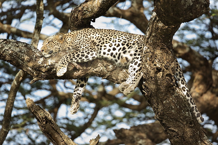 leopardo (animal), grandes felinos, animais, HD papel de parede