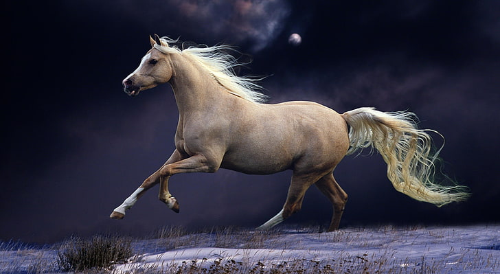 Галопом ночью, бежевый конь, животные, лошади, ночь, галопом, HD обои