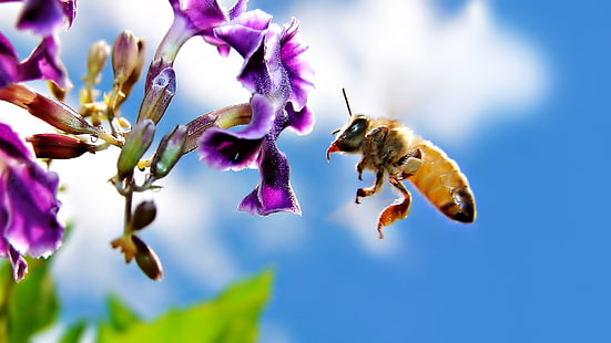 животные, насекомые, перепончатокрылые, макро, цветы, пчелы, HD обои HD wallpaper