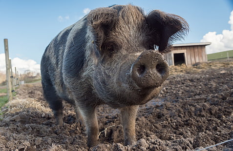 pigs, animals, mud, dirt, HD wallpaper HD wallpaper