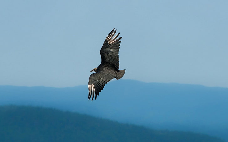 흑백 독수리, 독수리, 새, 하늘, 비행, 스윙, HD 배경 화면