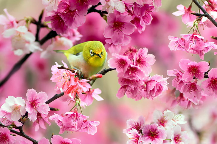 белоглазый vireo, цветы, ветки, вишня, дерево, птица, сакура, розовый, желтый, японский белоглазый, HD обои