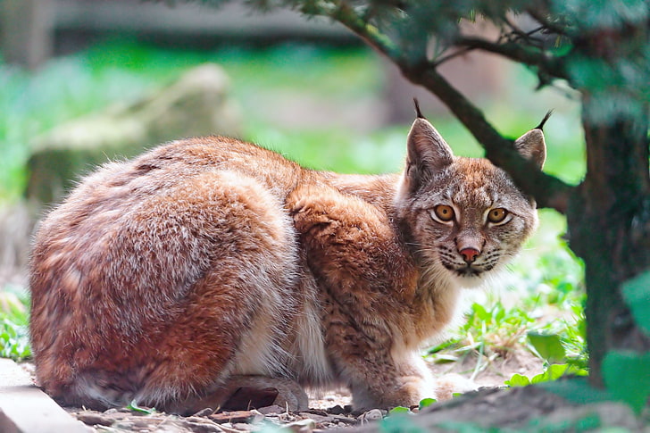 brown and gray lynx, lynx, predator, lying down, tree, big cat, HD wallpaper