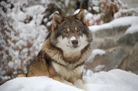 Utonagan wolf on white snow near rock hill, Wolf, rock hill, snow, winter, dog, animal, nature, carnivore, mammal, cold - Temperature, gray Wolf, wildlife, forest, outdoors, HD wallpaper HD wallpaper