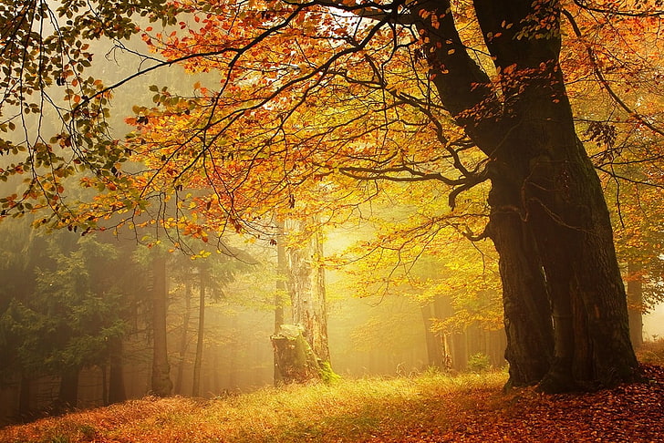 brown leafed tree, amber, forest, fall, mist, leaves, morning, trees, grass, nature, landscape, HD wallpaper