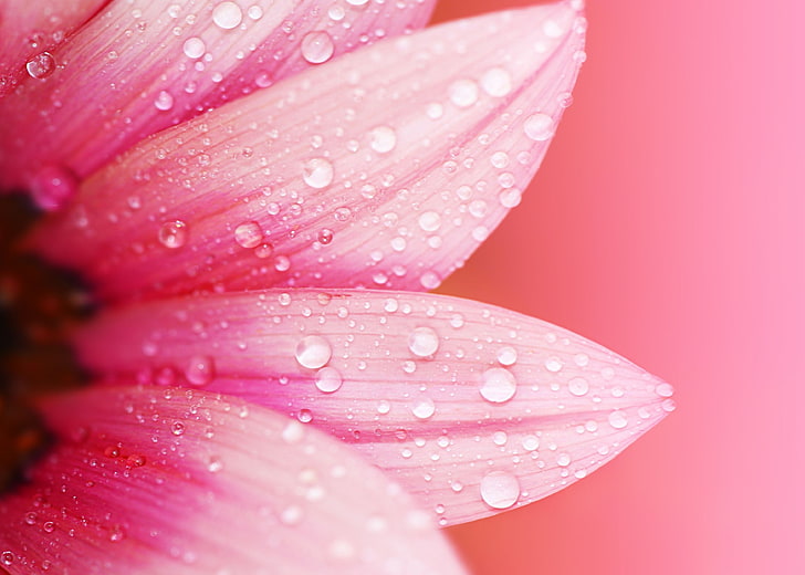 розово цвете гербера, цветя, капки вода, макро, растения, HD тапет