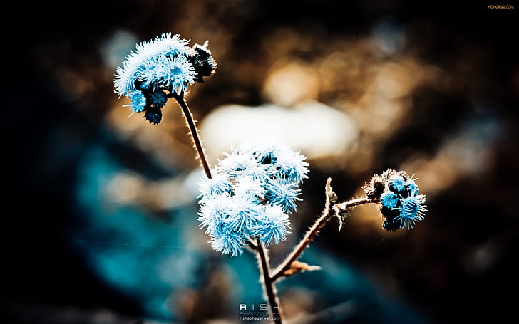 Blue Dandelion HD, niebieski, kwiaty, mniszek lekarski, Tapety HD