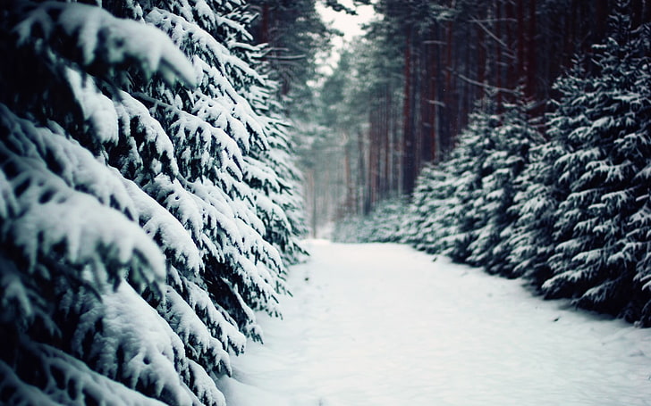 طريق الثلج ، الشتاء ، الثلج ، الأشجار ، الغابة، خلفية HD