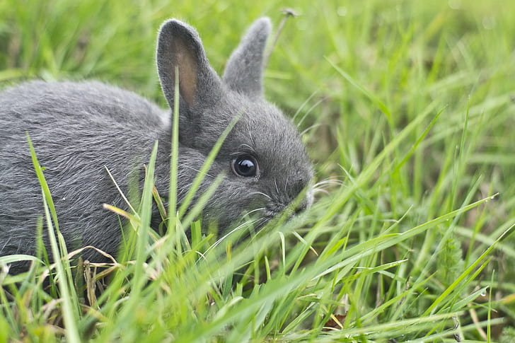 shallow focus photography of gray rabbit in green grass field, rabbit, shallow focus, photography, green grass, grass field, saanich, bunny, rabbit - Animal, animal, cute, grass, pets, easter, fluffy, mammal, fur, small, outdoors, nature, baby Rabbit, HD wallpaper