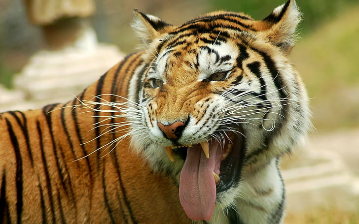 tigre, animali, lingue, grandi felini, Sfondo HD