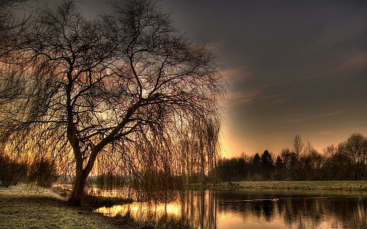 nature, landscape, weeping willow, HD wallpaper
