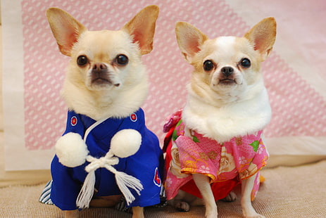 Chihuahua, Hund, Japan, Kimono, HD-Hintergrundbild HD wallpaper