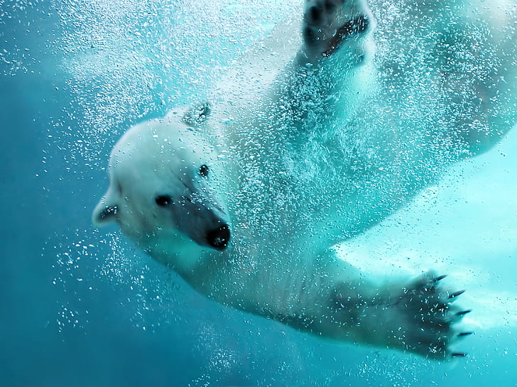 Мечки, полярна мечка, под вода, HD тапет