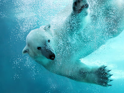  Bears, Polar Bear, Underwater, HD wallpaper HD wallpaper