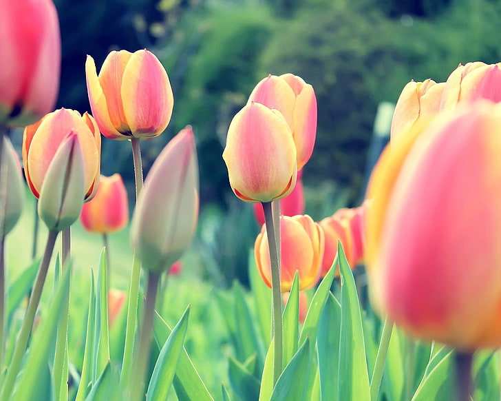 yellow and red petaled flowers, tulips, Dutch, Netherlands, flowers, clovers, plants, HD wallpaper