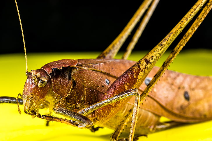 brown grasshopper, grasshopper, macro, insect, HD wallpaper