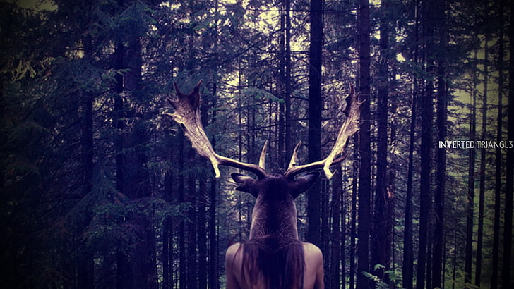 deer and forest, elk, forest, people, nature, HD wallpaper