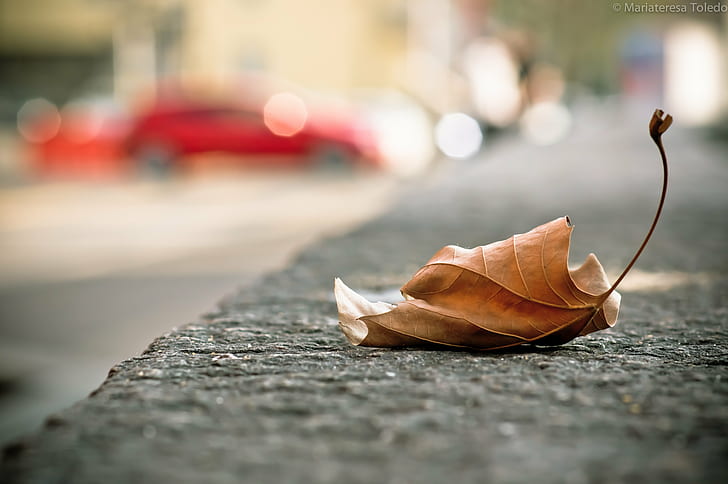 selective focus photograph of withered leaf, La, foglia, città, selective focus, photograph, withered, leaf, automobili, Planar, T* 1, Sony, alfa, nature, HD wallpaper