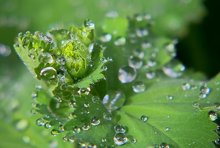 photo of a leaf with water drops, Dew, Alchemilla, photo, leaf, water, drops, wi, tau, waterdrop, drop, makro, macro, nature, freshness, green Color, wet, close-up, plant, rain, raindrop, liquid, environment, backgrounds, HD wallpaper