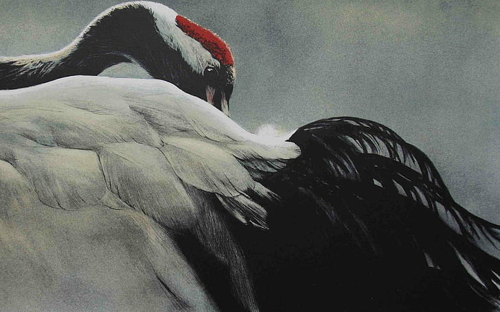 Birds, Red-crowned Crane, Crane, HD wallpaper