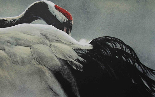 นกกระเรียนมงกุฎแดงนกกระเรียน, วอลล์เปเปอร์ HD HD wallpaper