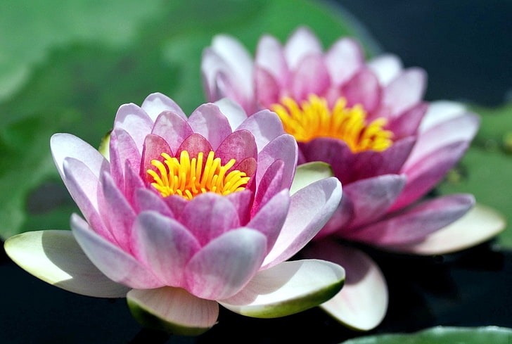 two pink lotus flowers, flowers, Lily, petals, water, HD wallpaper