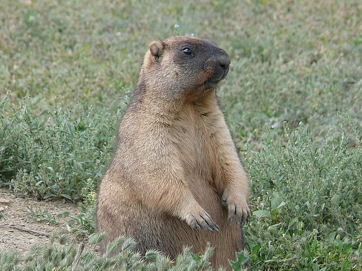 brown beaver, marmot, steppe marmot, on two paws, grass, fear, HD wallpaper