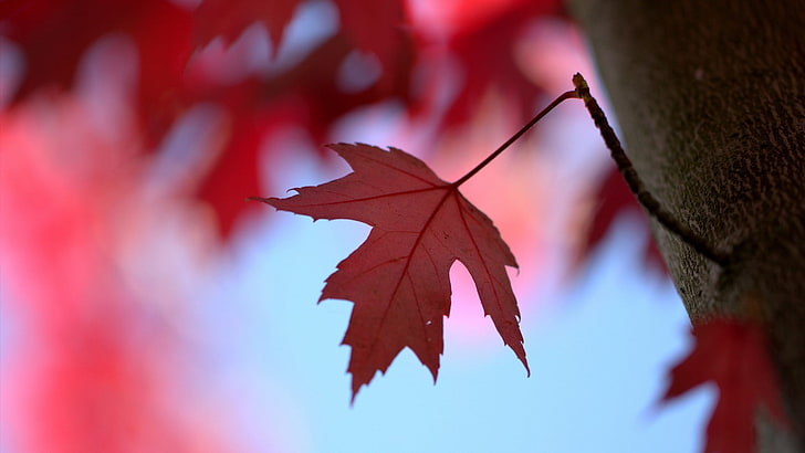 ใบไม้ใบไม้สีแดงตกกลางแจ้ง, วอลล์เปเปอร์ HD