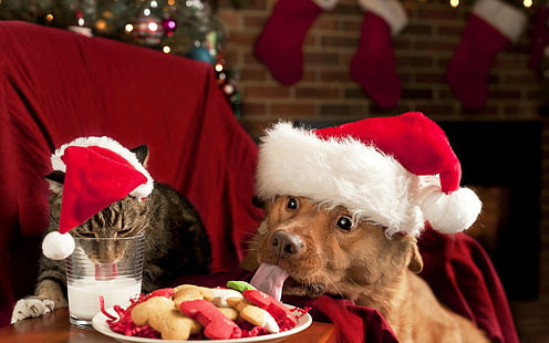 Animal, Cat & Dog, Cat, Cookie, Dog, Funny, Milk, Santa Hat, HD wallpaper HD wallpaper