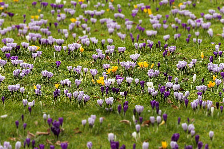 fiori viola e bianchi, fiori, piante, croco, primavera, campo, Sfondo HD