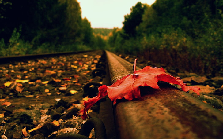 ورقة حمراء ، صورة تركيز انتقائي لورقة ساقطة بنية اللون على مسار القطار ، سكة حديدية ، عمق الحقل ، ماكرو ، أوراق شجر ، طبيعة ، منظر طبيعي، خلفية HD