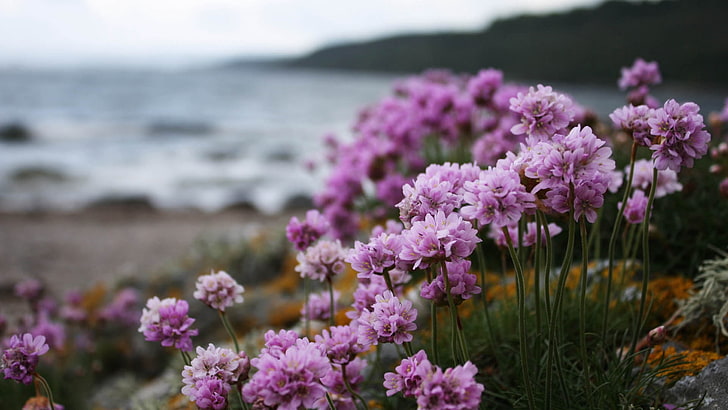 fleurs violettes, fleurs, herbe, floraison, Fond d'écran HD