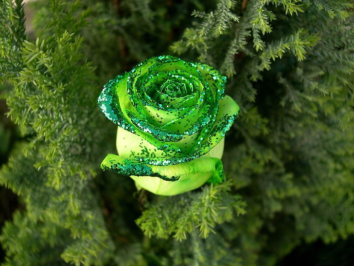 green rose, rose, flower, bud, sequins, needles, HD wallpaper