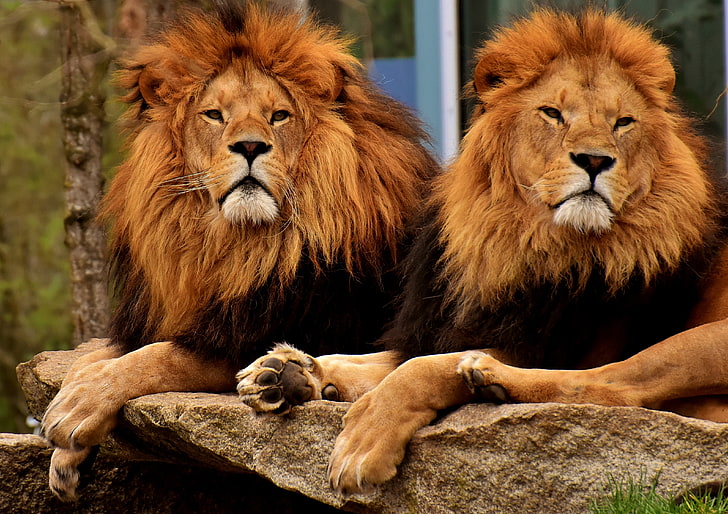 два коричневых льва, львы, хищники, морда, грива, царь зверей, HD обои
