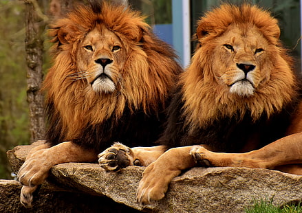 deux lion brun, lions, prédateurs, museau, crinière, roi des bêtes, Fond d'écran HD HD wallpaper