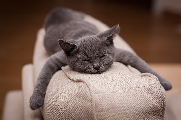 серебристый полосатый кот, кот, спит, глубина резкости, Фабрис Мейвиссен, животные, британская короткошерстная, HD обои