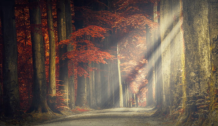 forest path 4k hd background   download, HD wallpaper