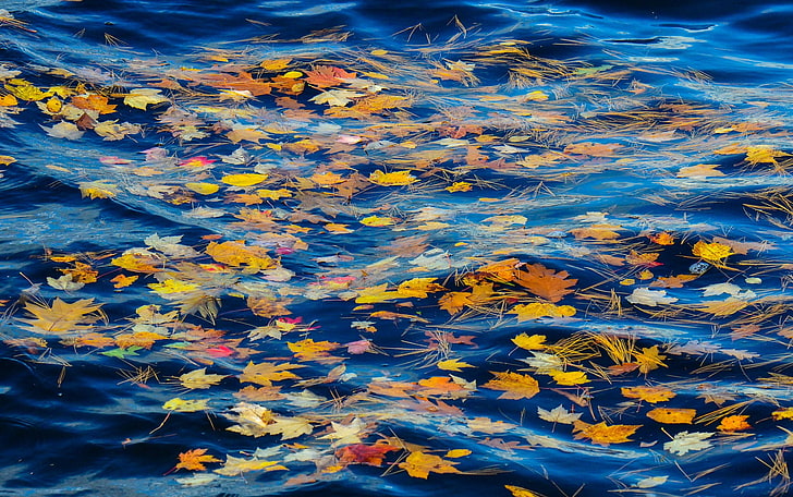 tapis floral bleu, jaune et rouge, feuilles, nature, eau, Fond d'écran HD