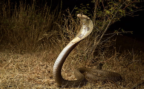 Reptilien, Kobra, Schlange, wild lebende Tiere, HD-Hintergrundbild HD wallpaper