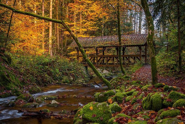 الخريف، الغابة، الشجرات، الجسر، النهر، الطحلب، ألمانيا، Baden-Württemberg، الغابة السوداء، الغابة السوداء، خلفية HD