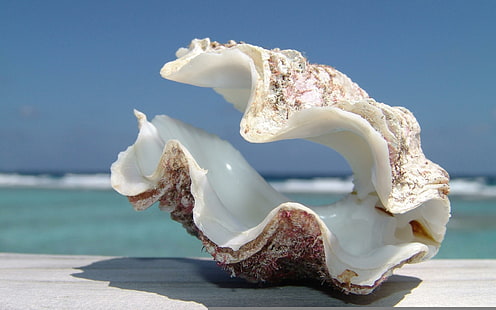 Big Shell Beach, белый и коричневый моллюск, пляж, природа, ракушка, HD обои HD wallpaper