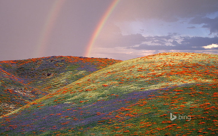 Papel de parede bonito do arco-íris flores-Bing tema, HD papel de parede