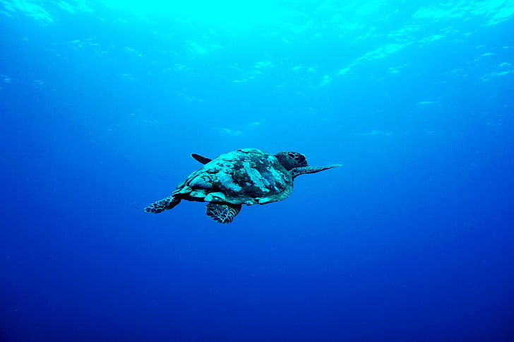 white and brown sea turtle, underwater, photography, turtle, blue, HD wallpaper