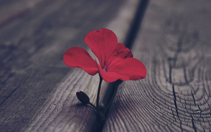rote Blume mit 3 Blumenblättern, selektives Farbfoto der roten Blume mit Blumenblättern, Holzoberfläche, Blumen, Makro, rote Blumen, HD-Hintergrundbild