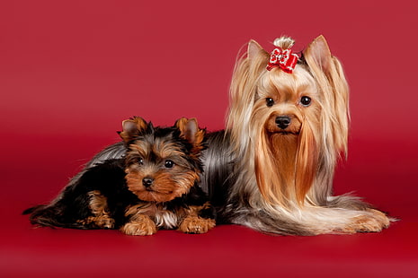 dua terrier Yorkshire hitam dan cokelat dewasa dan anak anjing, yorkshire terrier, anjing, cantik, Wallpaper HD HD wallpaper