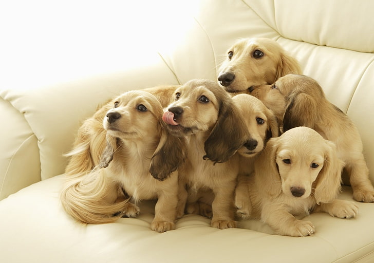 tan dachshund puppy litter, puppies, muzzle, down, many, HD wallpaper
